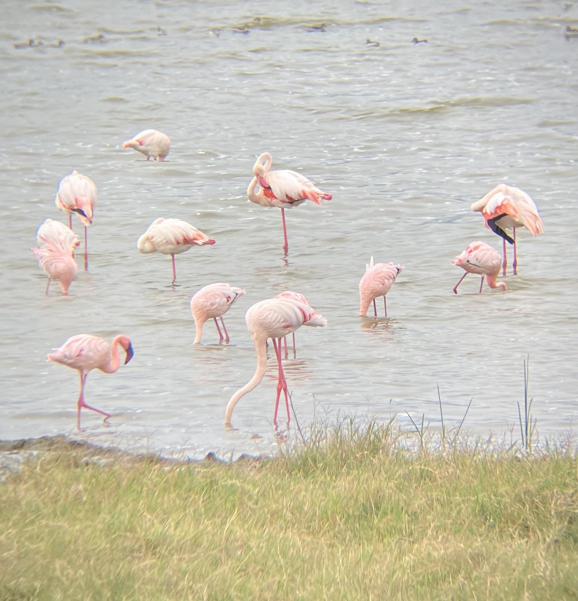 Lesser Flamingo - ML640925075