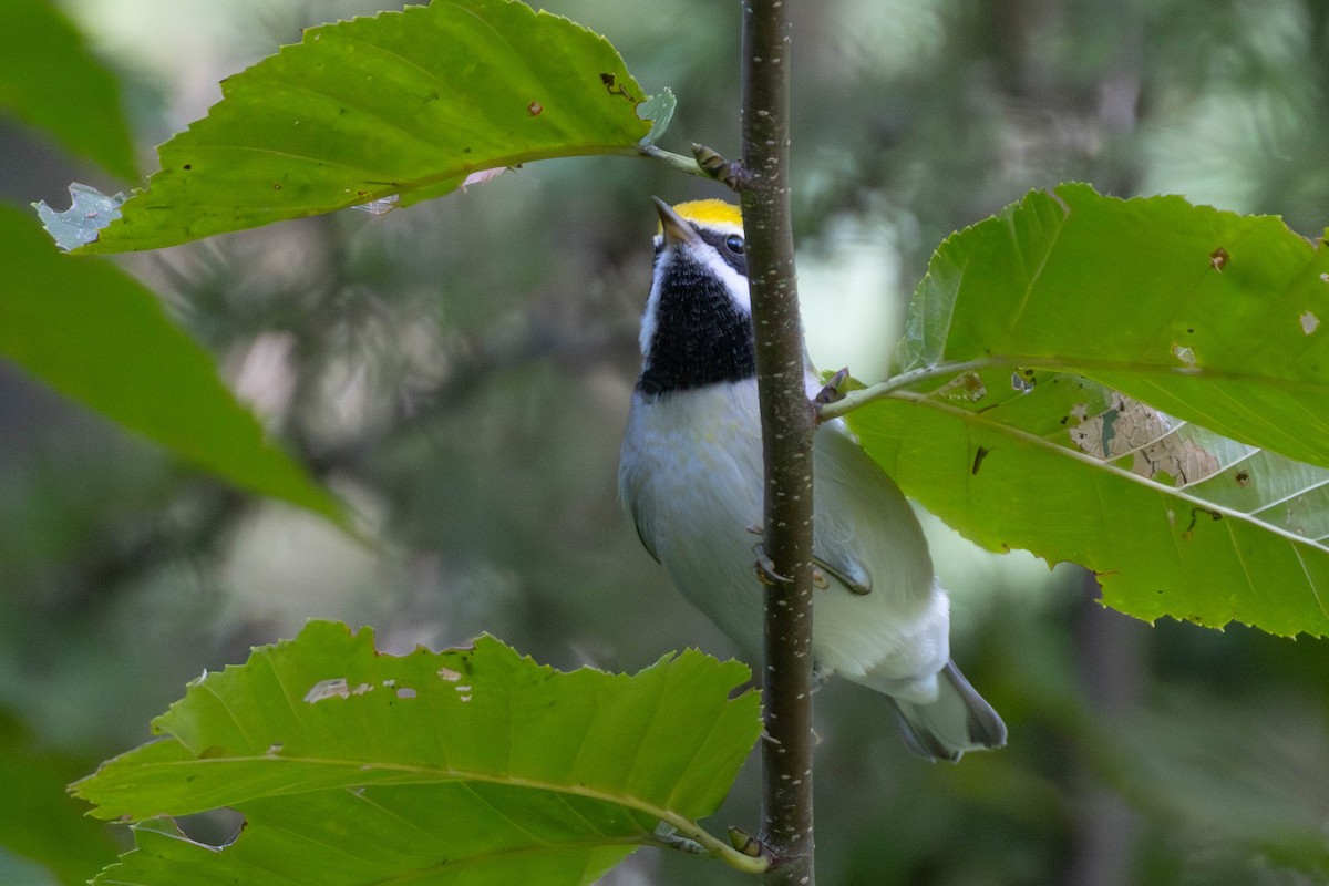 gullvingeparula - ML640925079