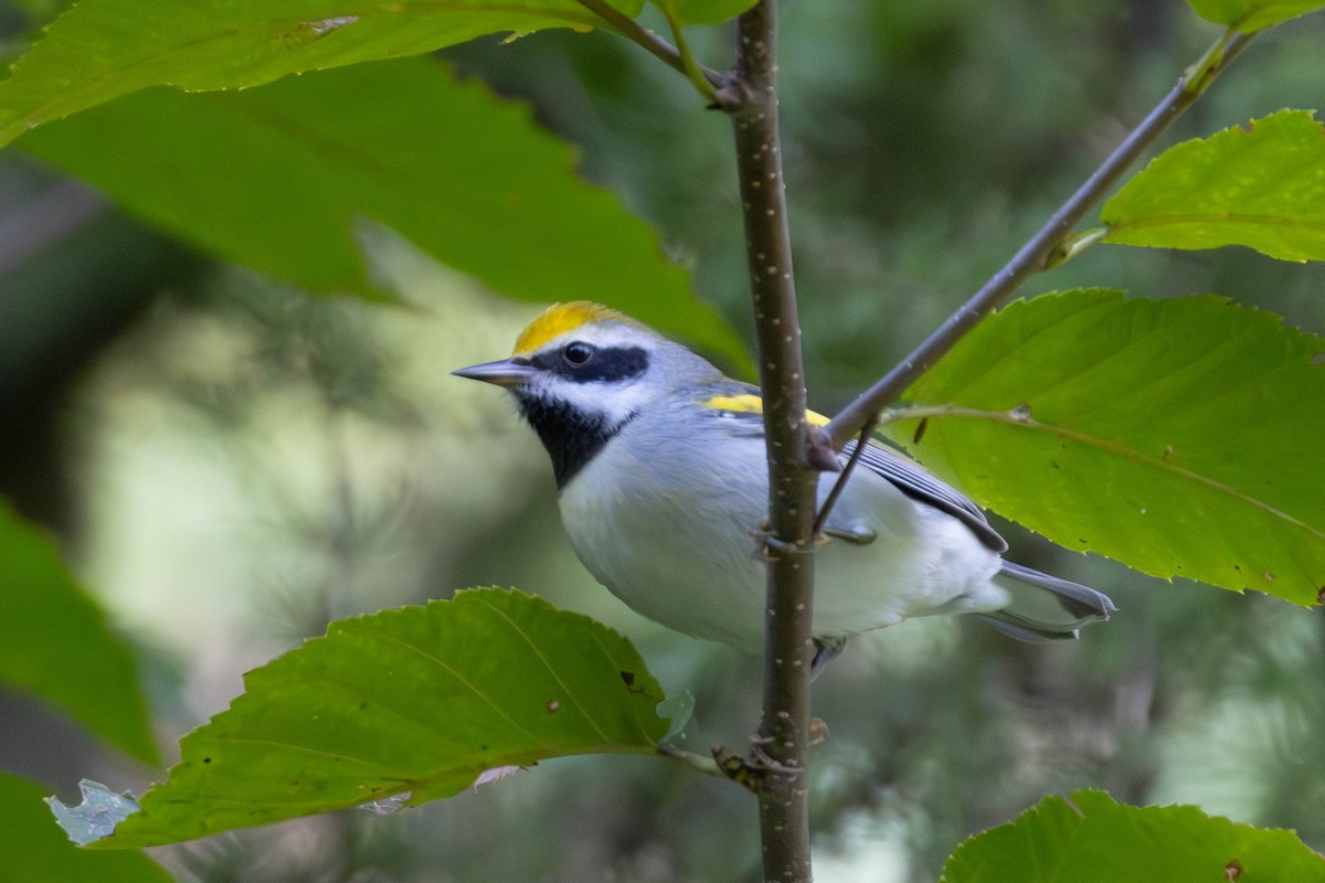 gullvingeparula - ML640925085