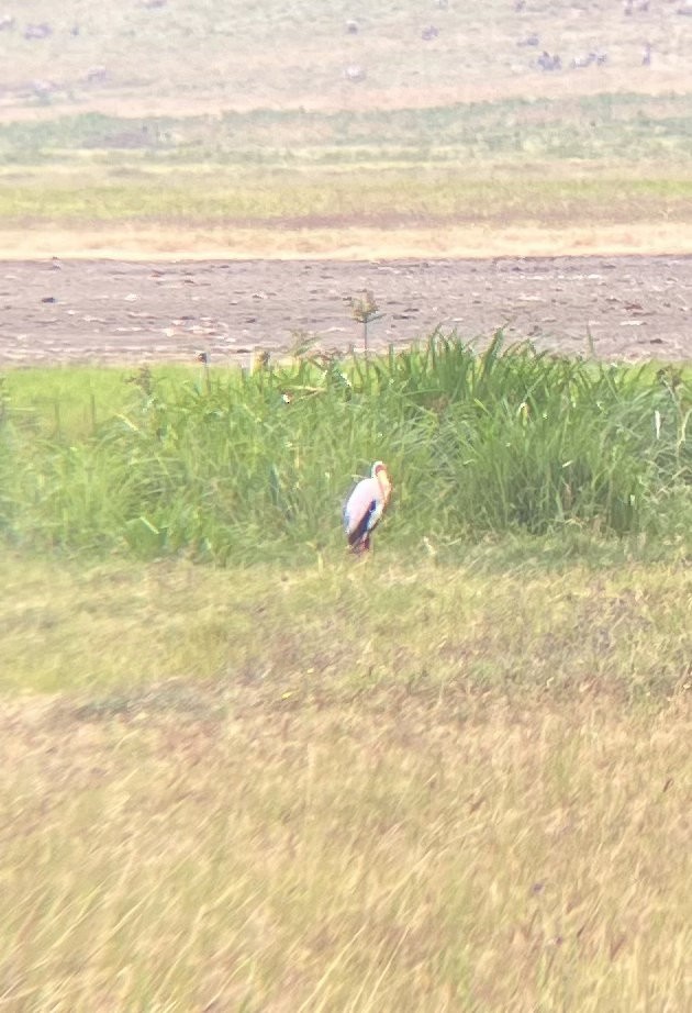 Yellow-billed Stork - ML640925089