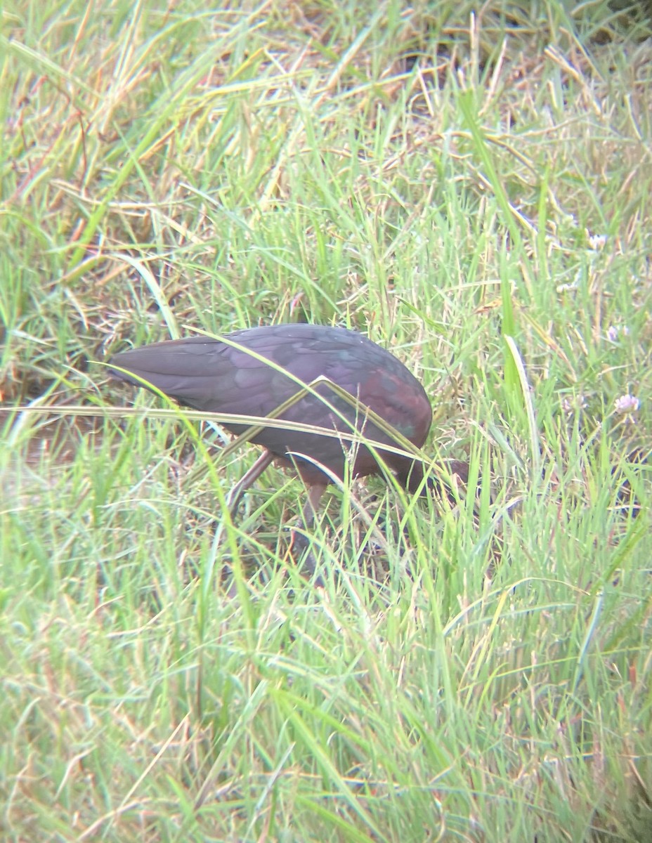 Гялаан билүүс - ML640925095