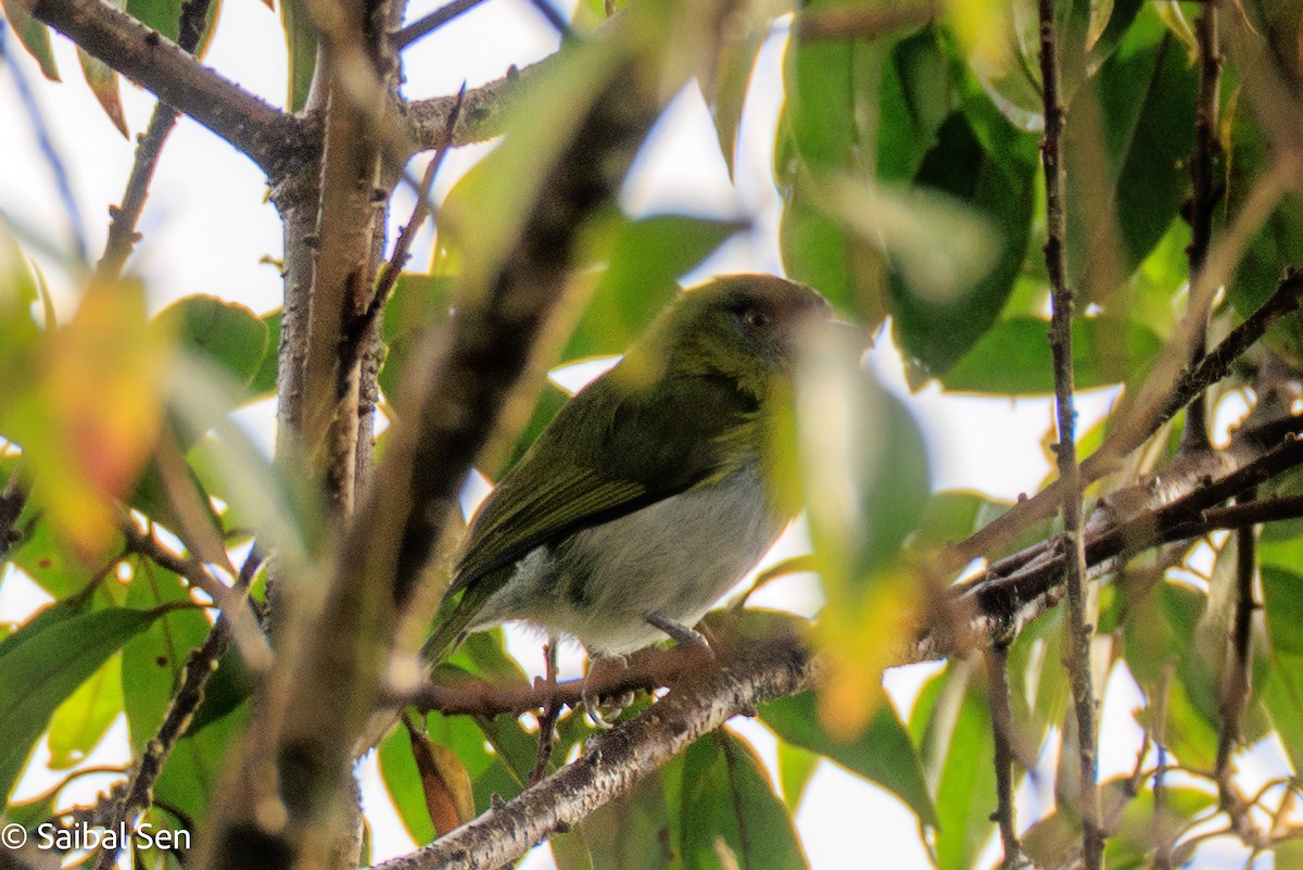 Black-billed Peppershrike - ML640925097