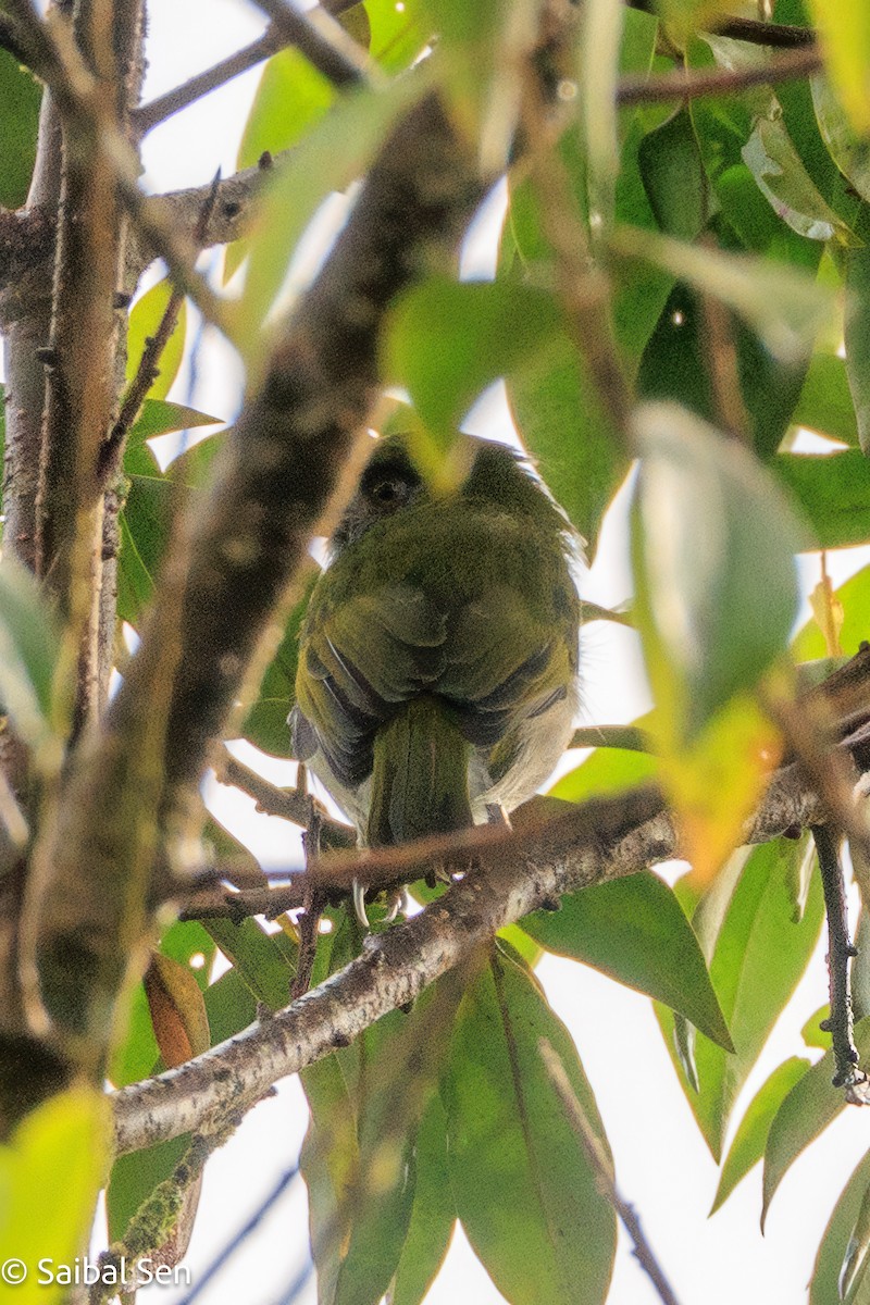 Black-billed Peppershrike - ML640925098