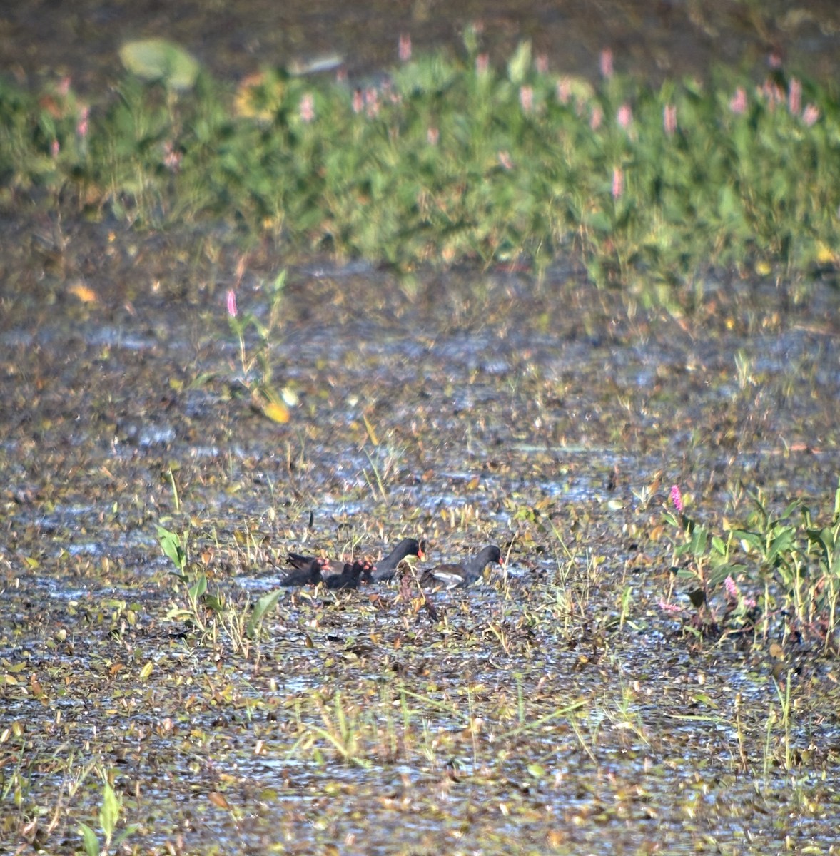Common Gallinule - ML640925101