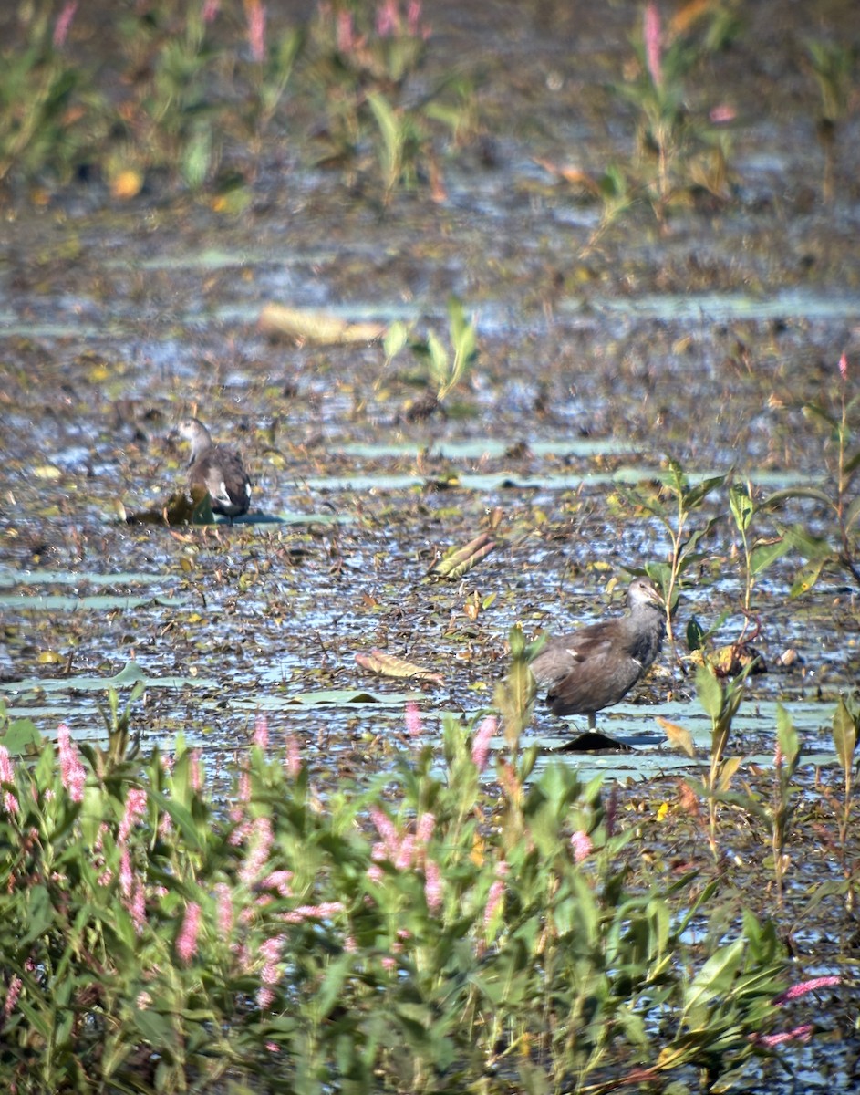 Common Gallinule - ML640925102