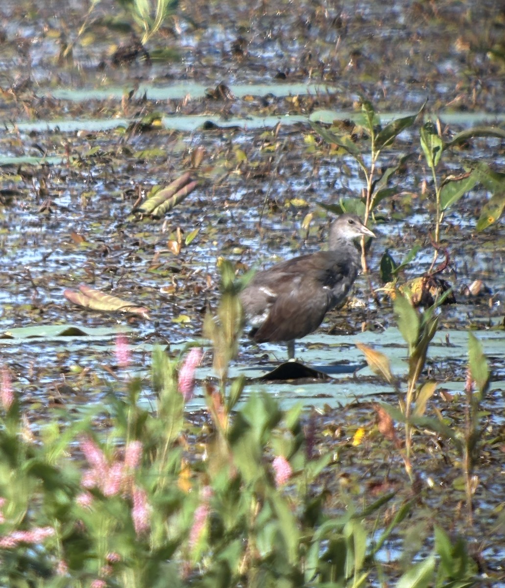Common Gallinule - ML640925103