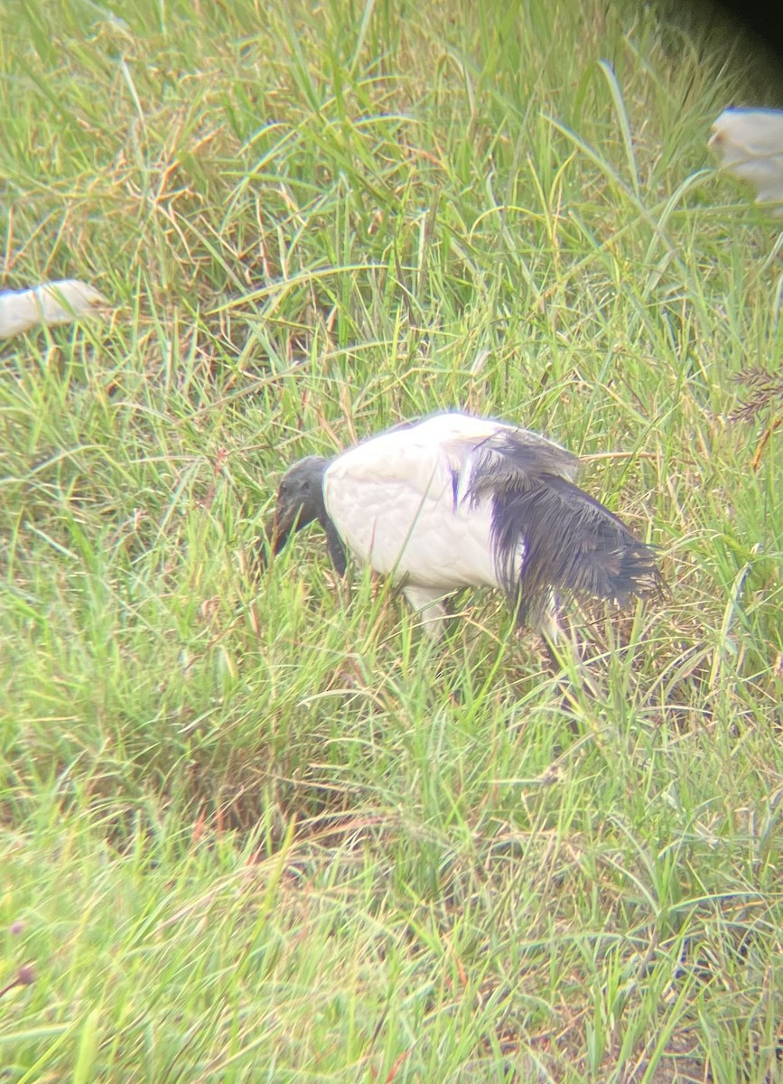 African Sacred Ibis - ML640925105