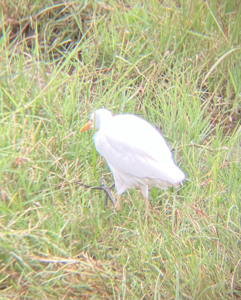 Yellow-billed Egret - ML640925117