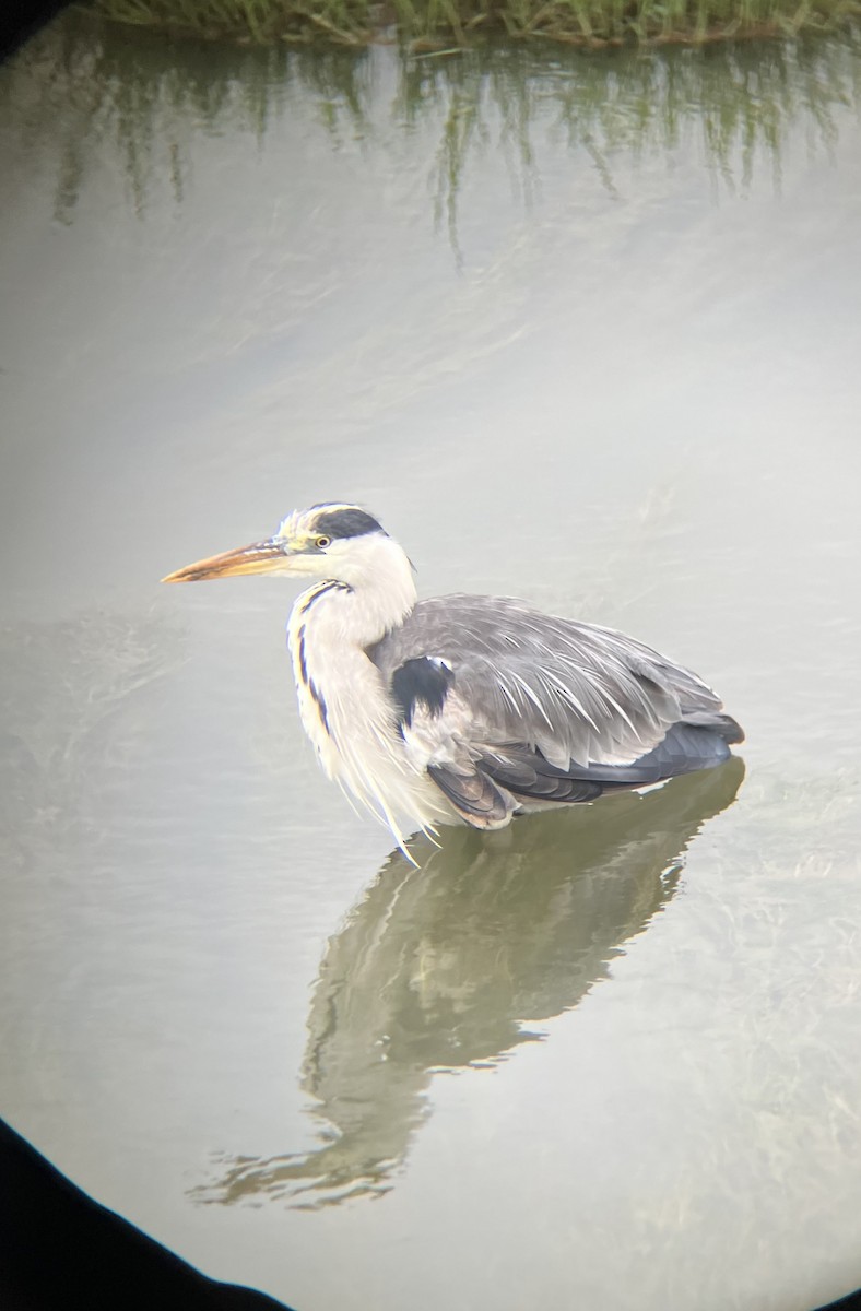 Gray Heron (Gray) - ML640925120