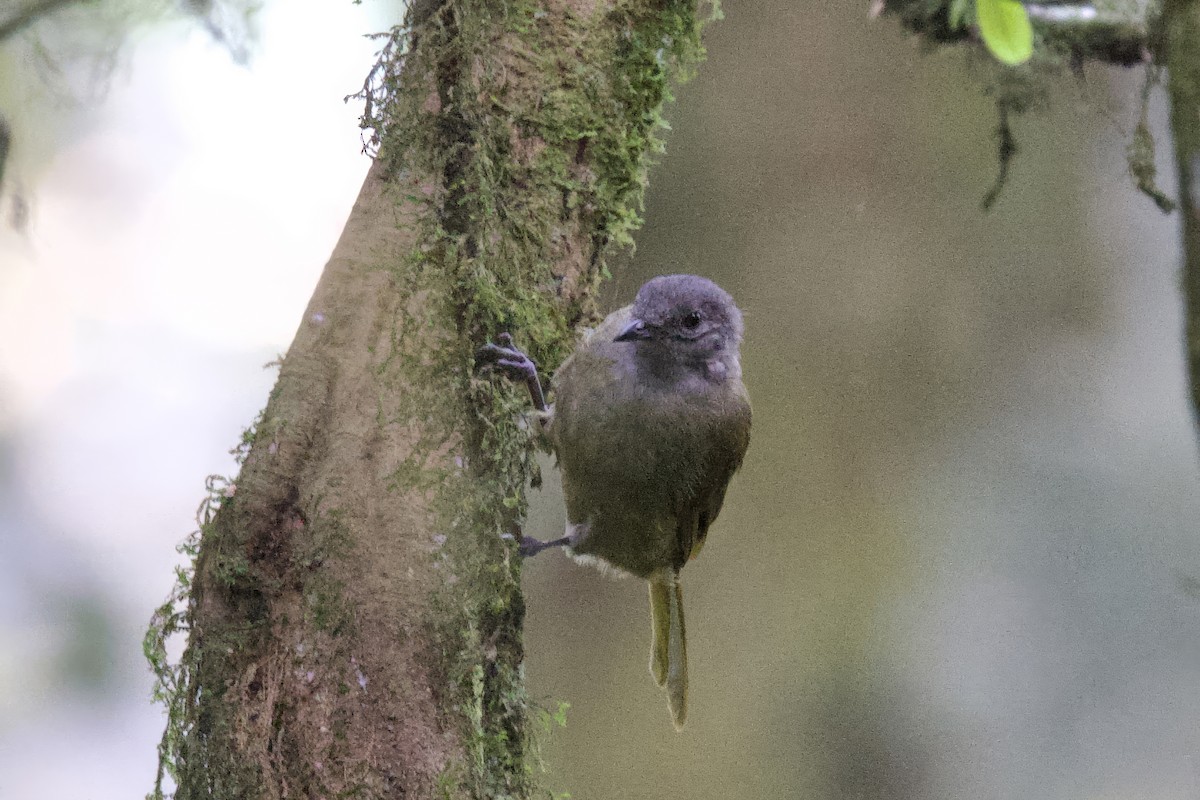 Shelley's Greenbul - ML640925214