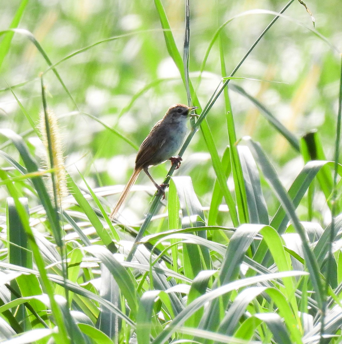 Papuan Grassbird - ML640925268