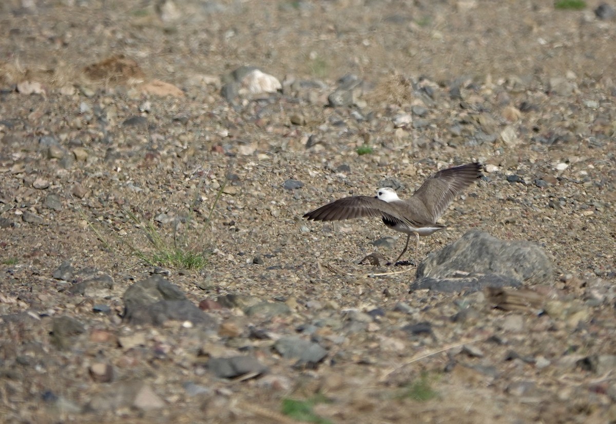 Oriental Plover - ML640925276