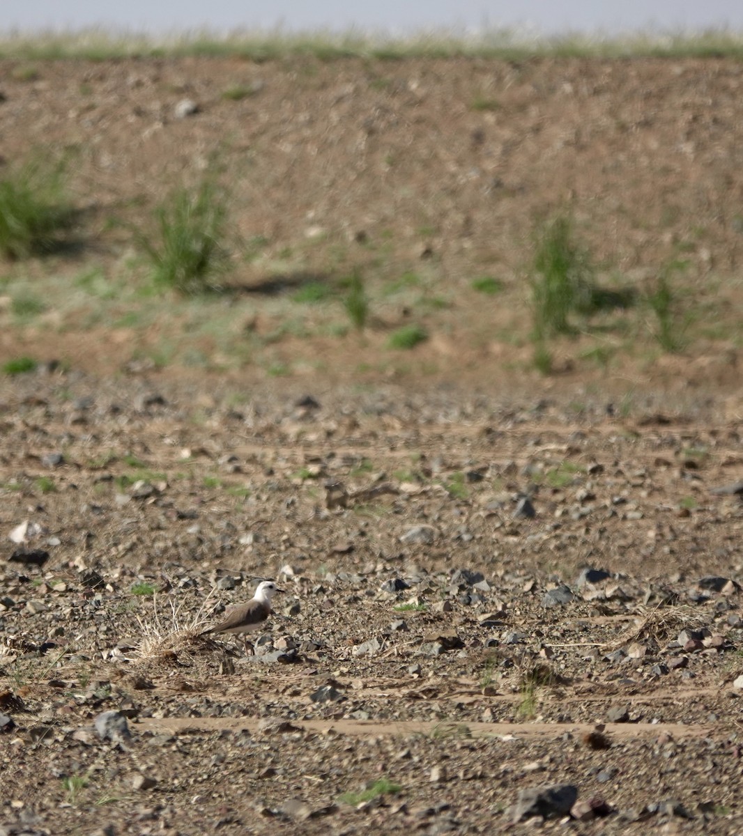 Oriental Plover - ML640925277