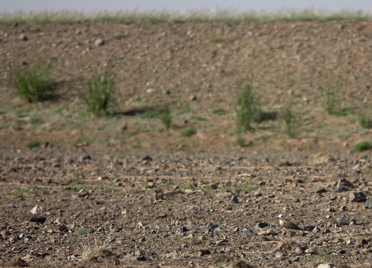Oriental Plover - ML640925279