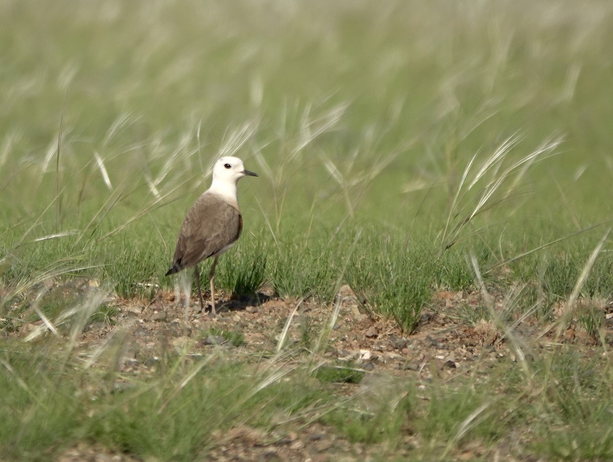 Oriental Plover - ML640925281