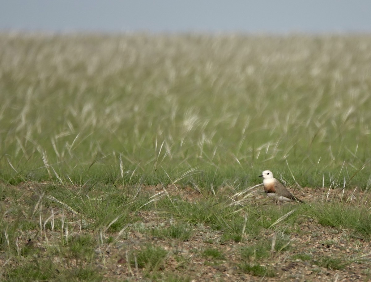 Oriental Plover - ML640925282