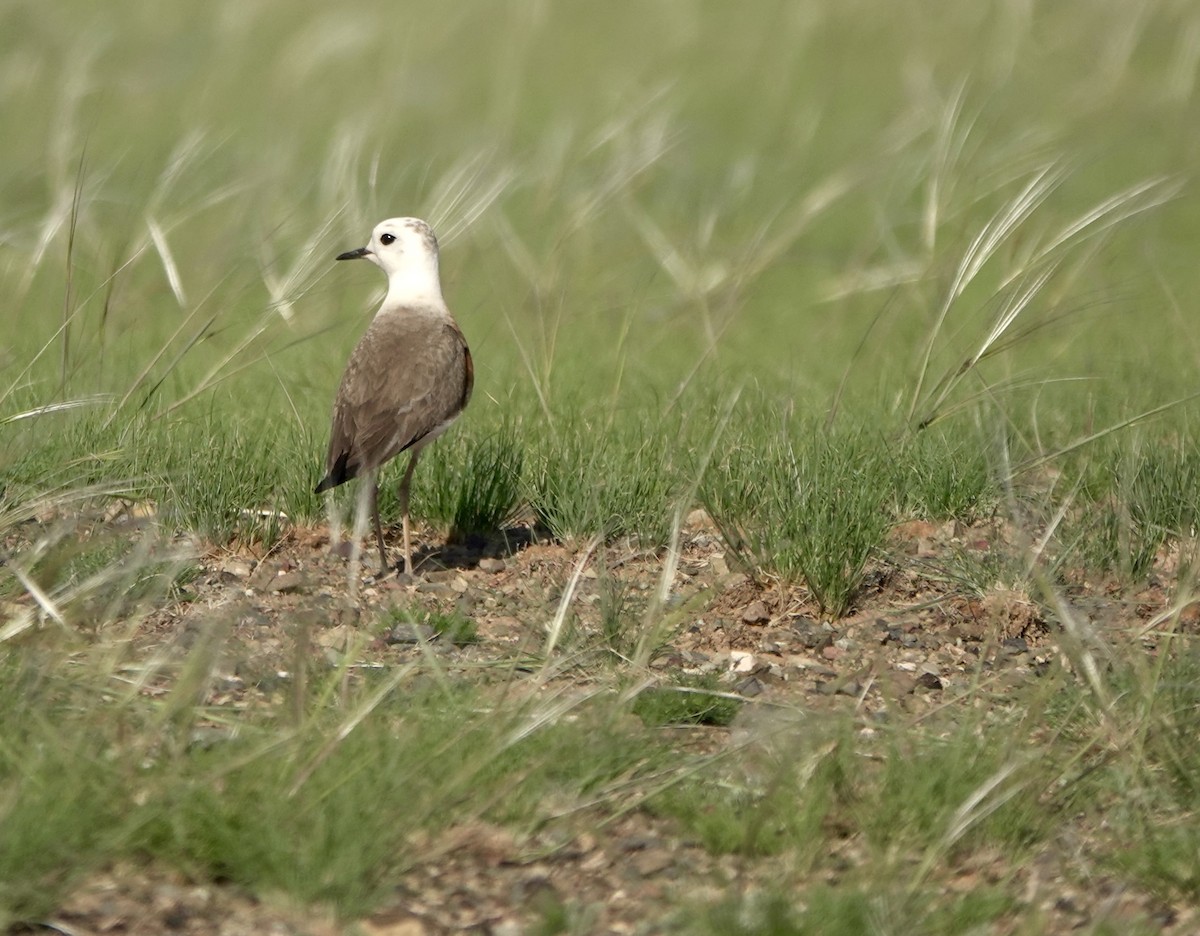 Oriental Plover - ML640925283