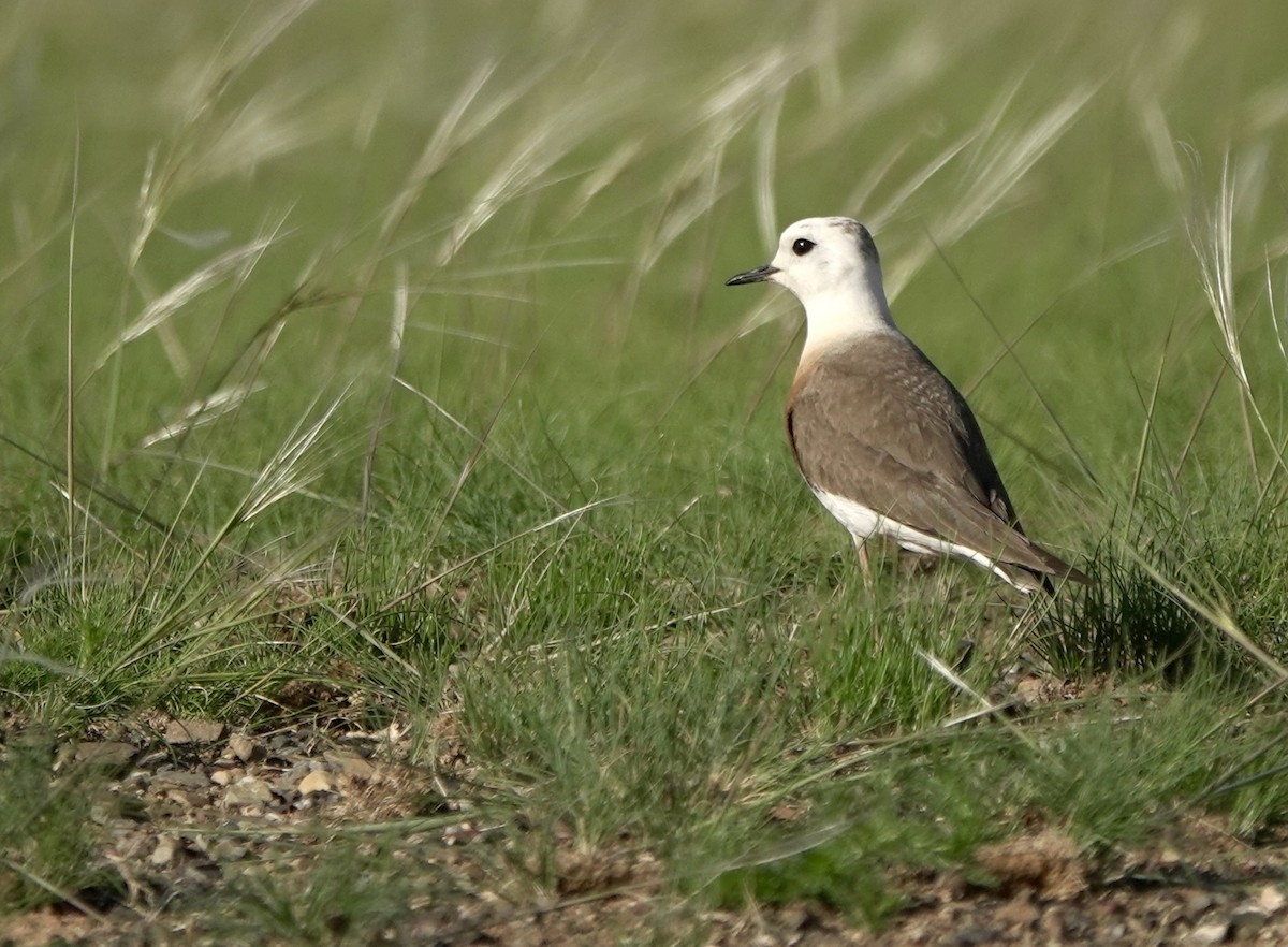 Oriental Plover - ML640925285