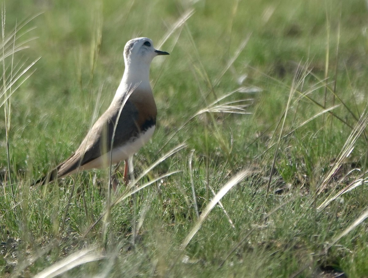 Oriental Plover - ML640925286