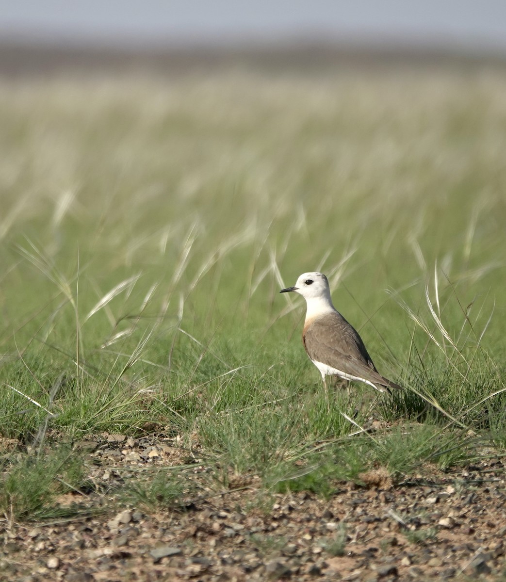 Oriental Plover - ML640925288