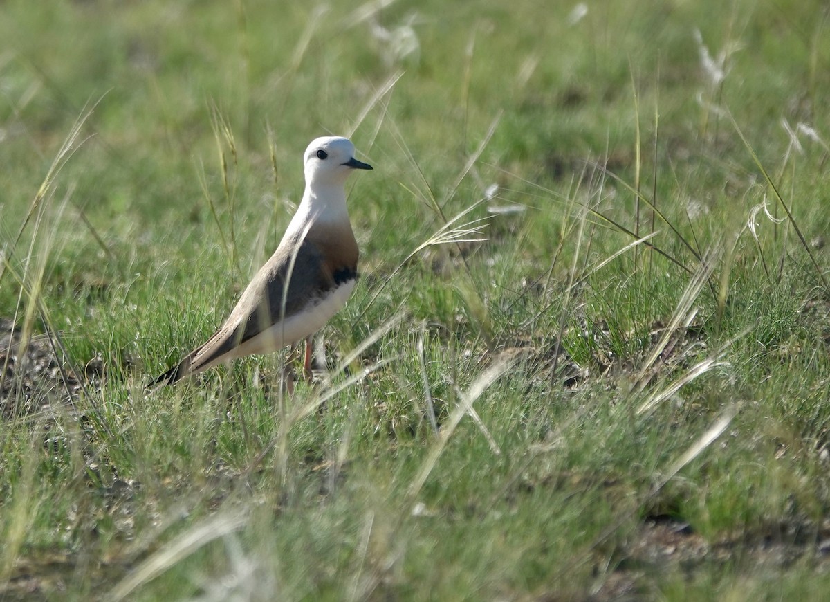 Oriental Plover - ML640925289