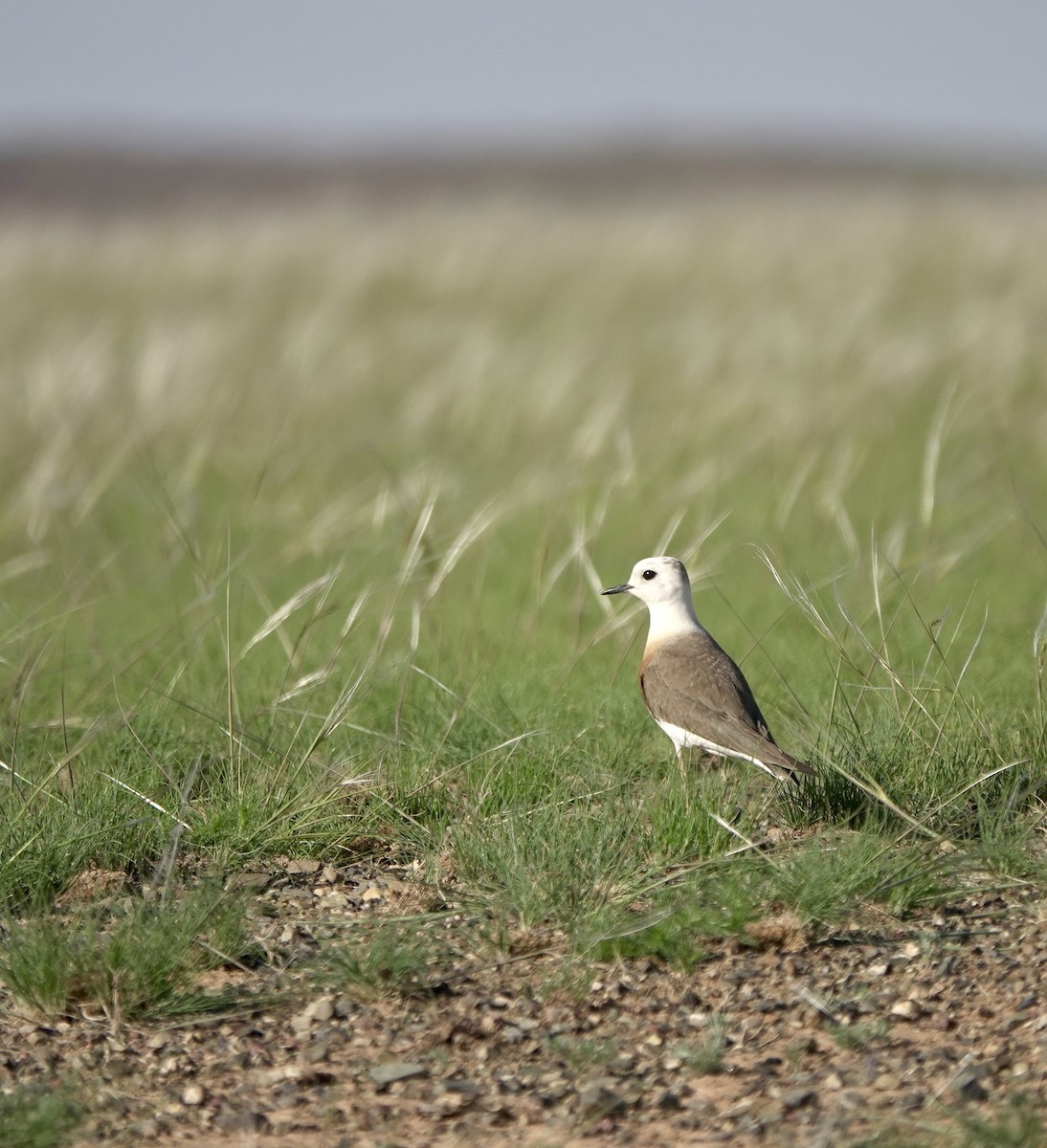 Oriental Plover - ML640925290