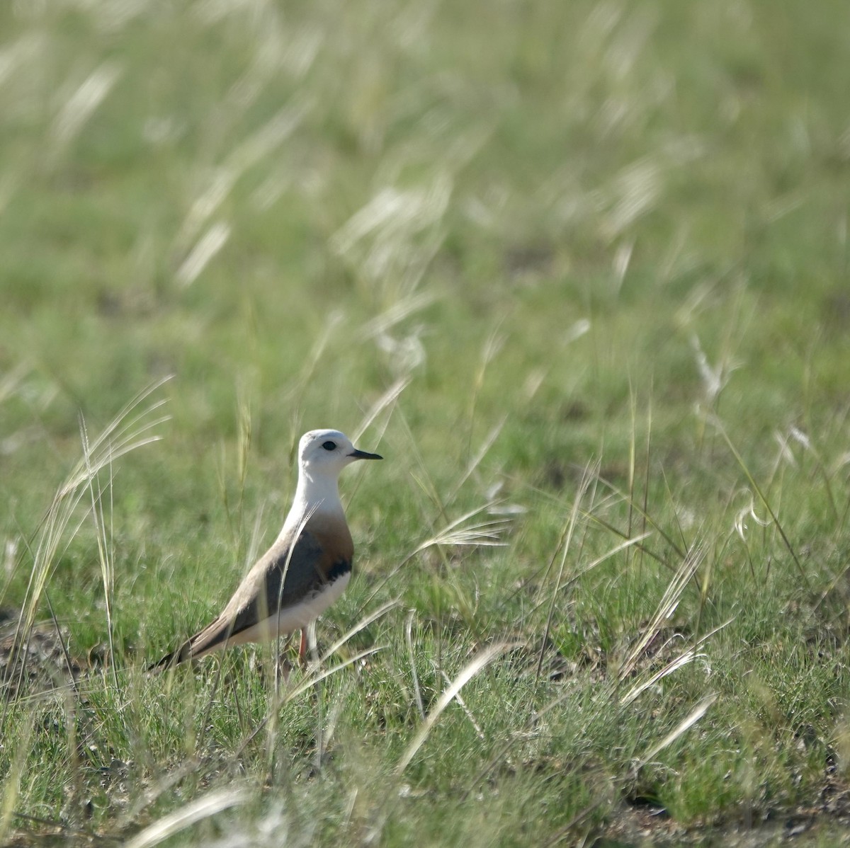 Oriental Plover - ML640925291