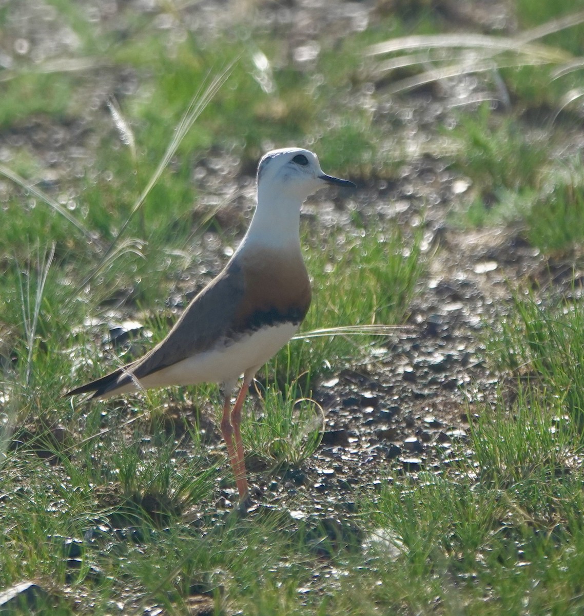 Oriental Plover - ML640925293