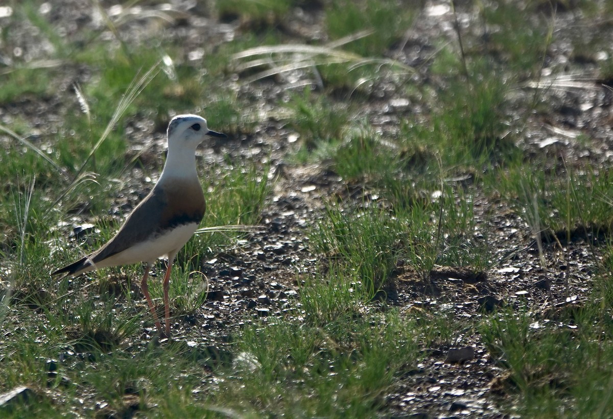 Oriental Plover - ML640925294