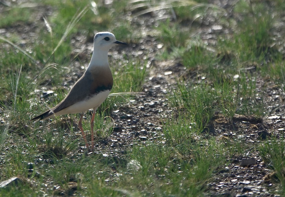 Oriental Plover - ML640925295