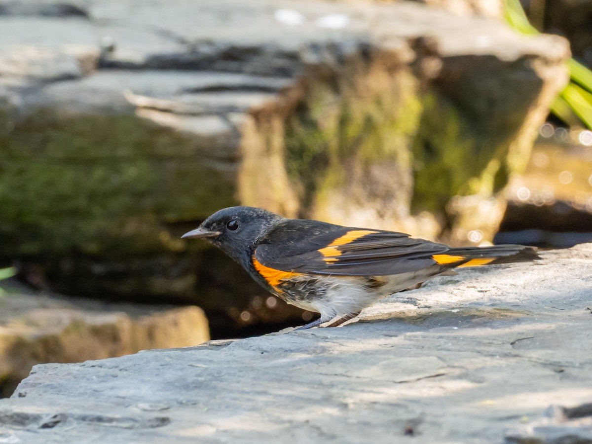 American Redstart - ML640925303