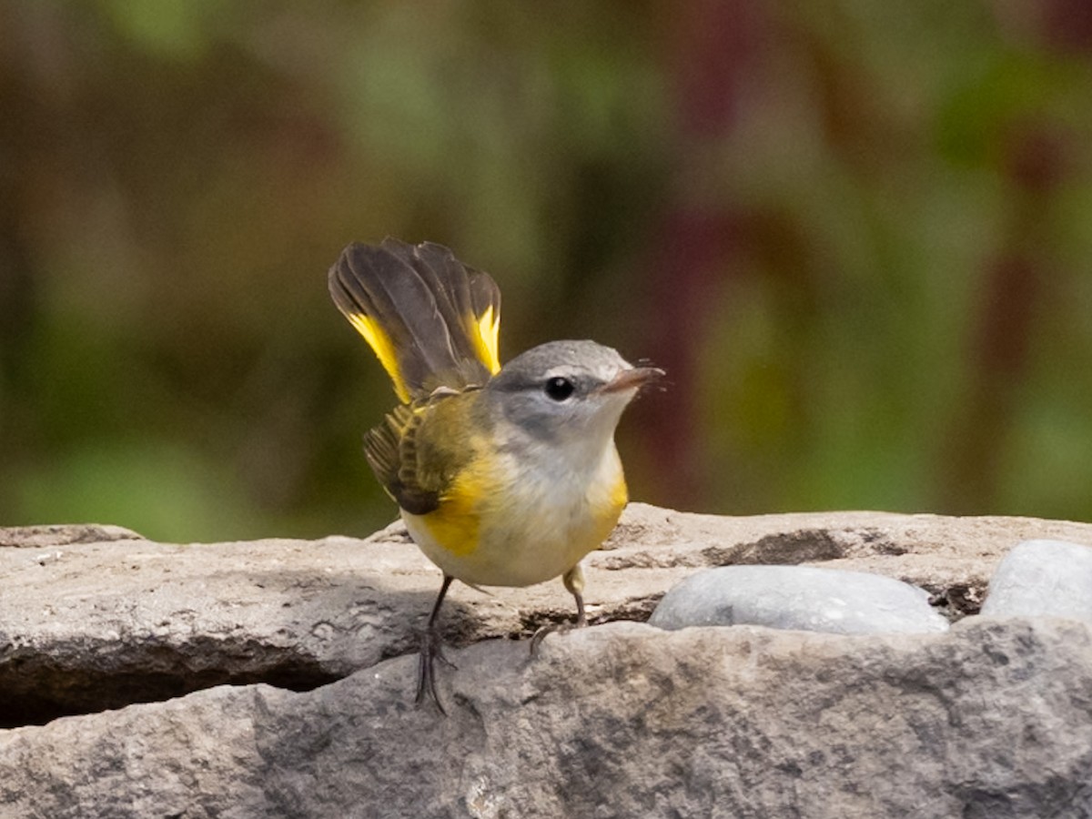 American Redstart - ML640925304