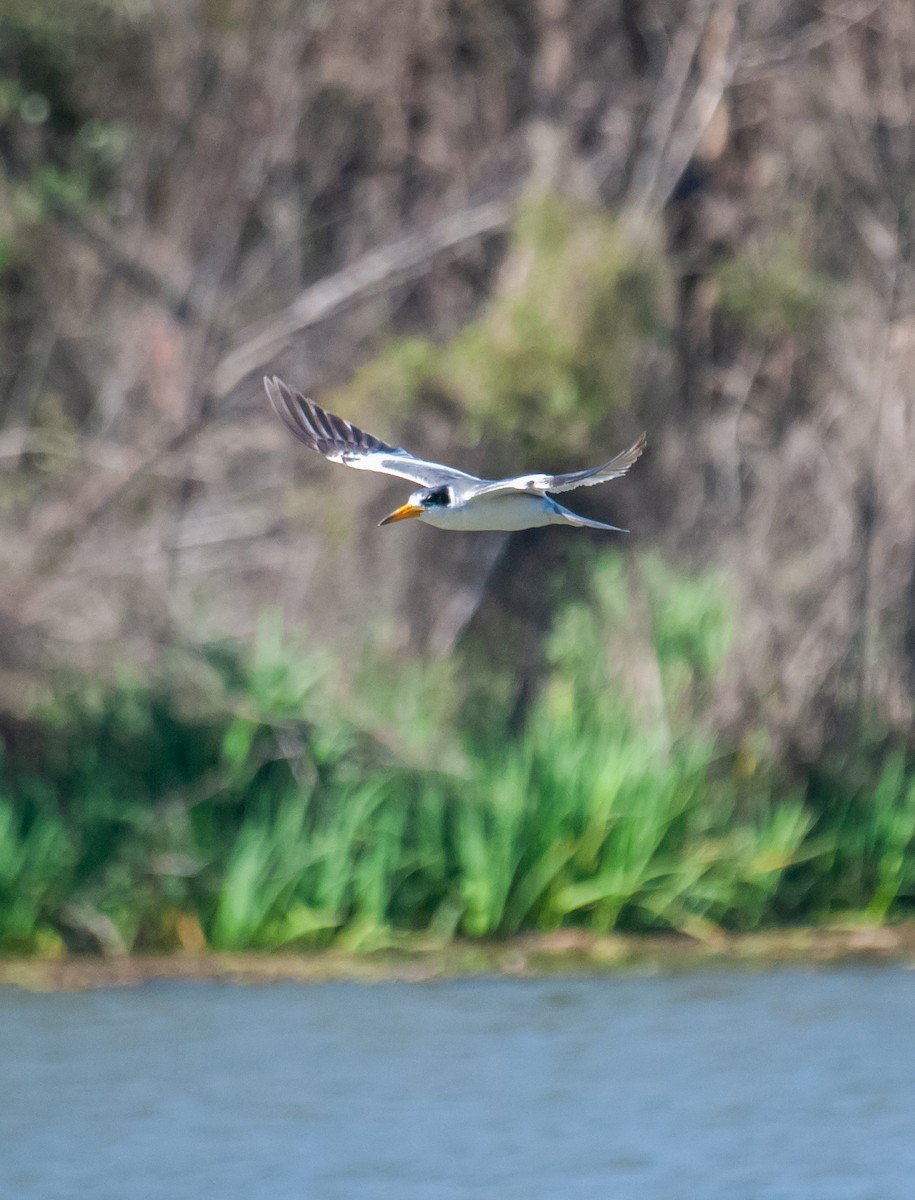 Large-billed Tern - ML640925362