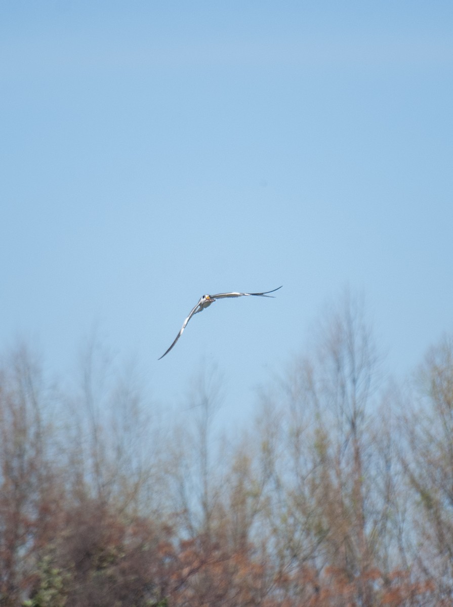 Large-billed Tern - ML640925364