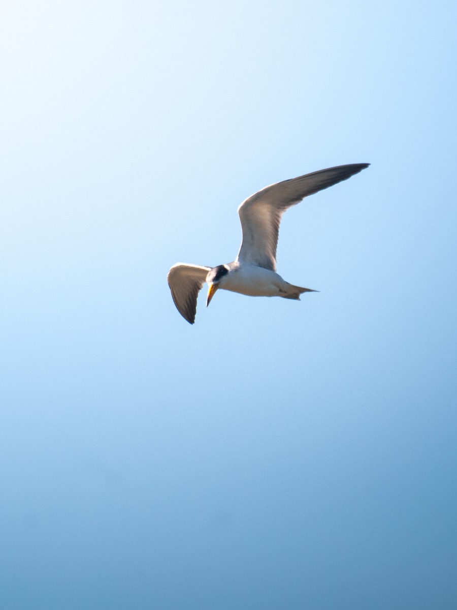Large-billed Tern - ML640925366