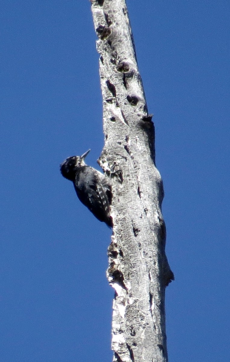 Black-backed Woodpecker - Thomas Wurster