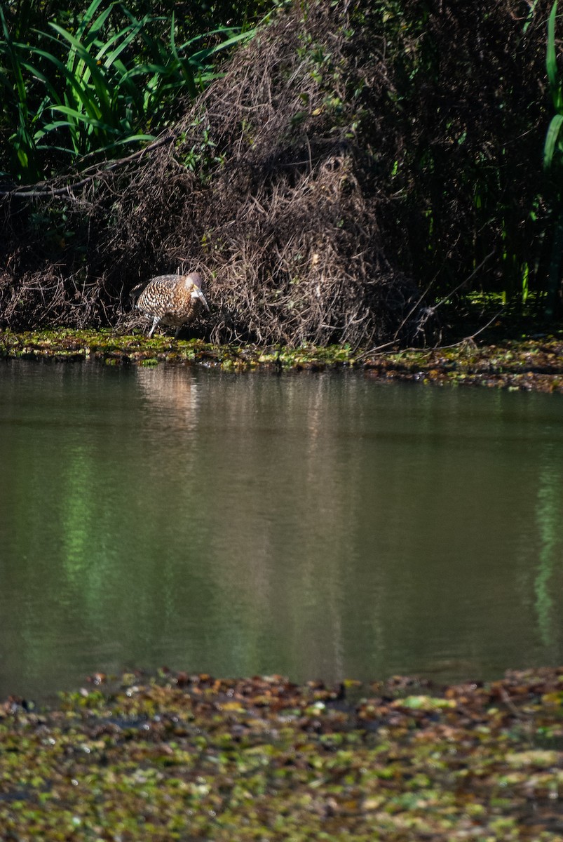 Rufescent Tiger-Heron - ML640925415
