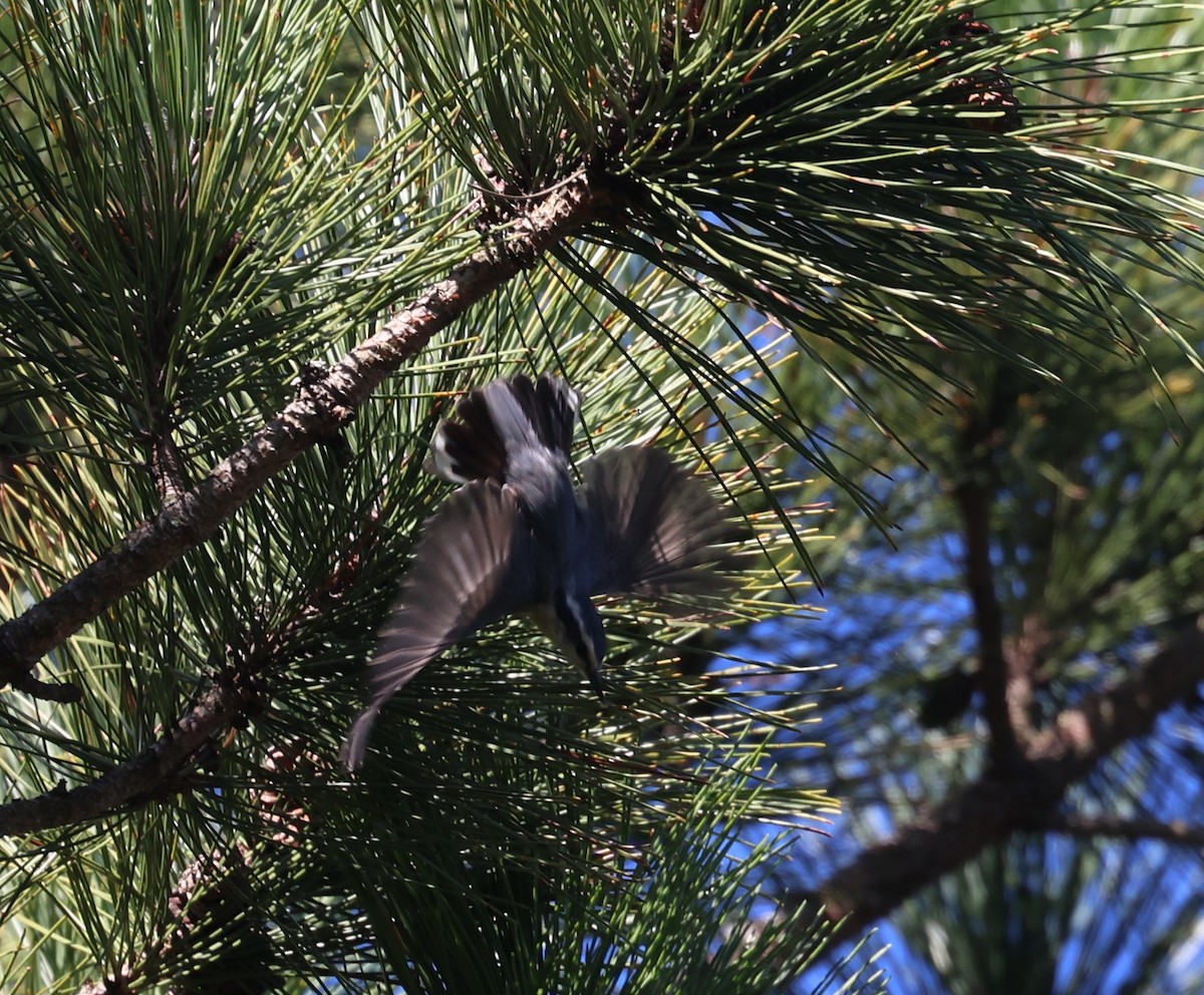Red-breasted Nuthatch - ML640925438