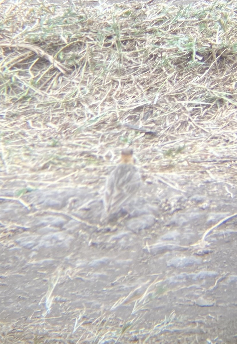 Fischer's Sparrow-Lark - ML640925448
