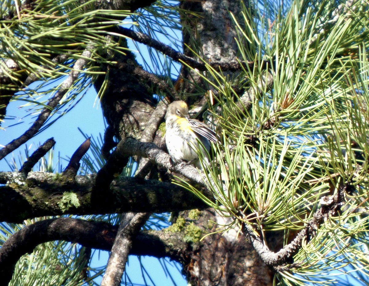 Yellow-rumped Warbler (Audubon's) - ML640925458
