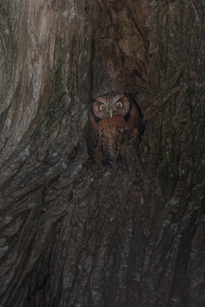 Tropical Screech-Owl - ML640925462