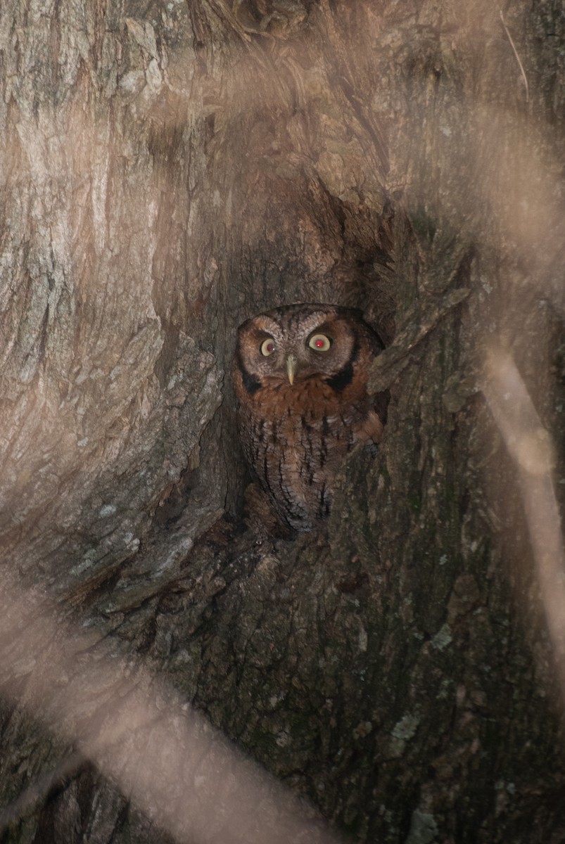 Tropical Screech-Owl - ML640925463