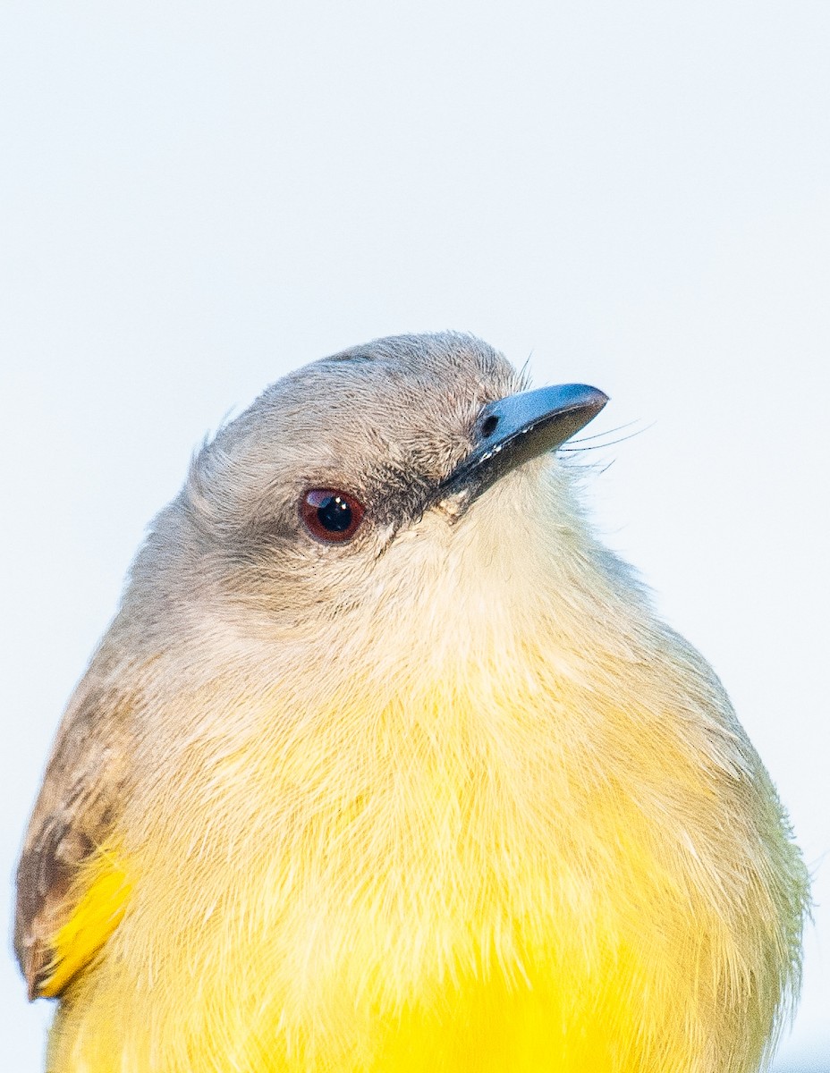 Cattle Tyrant - ML640925488