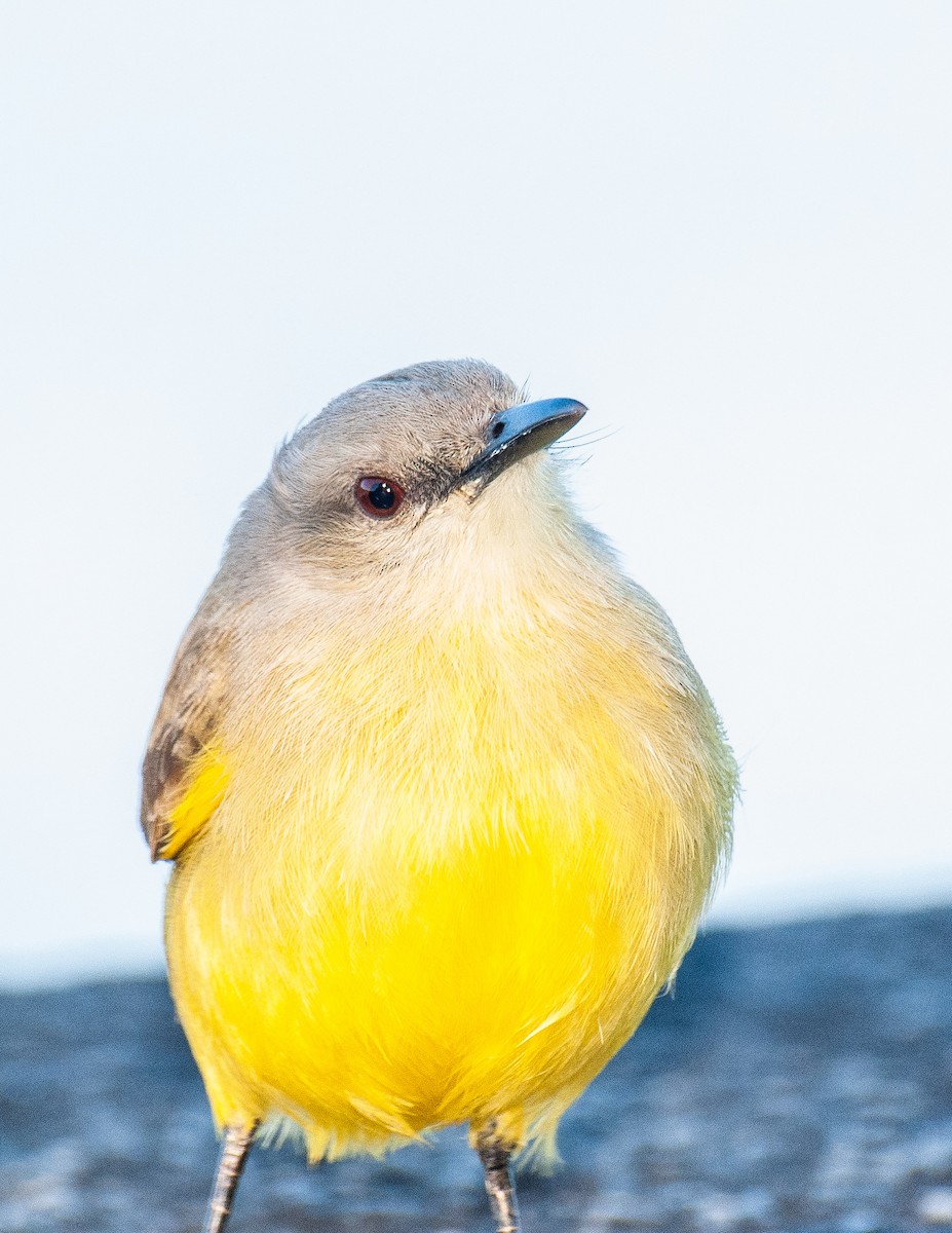 Cattle Tyrant - ML640925489