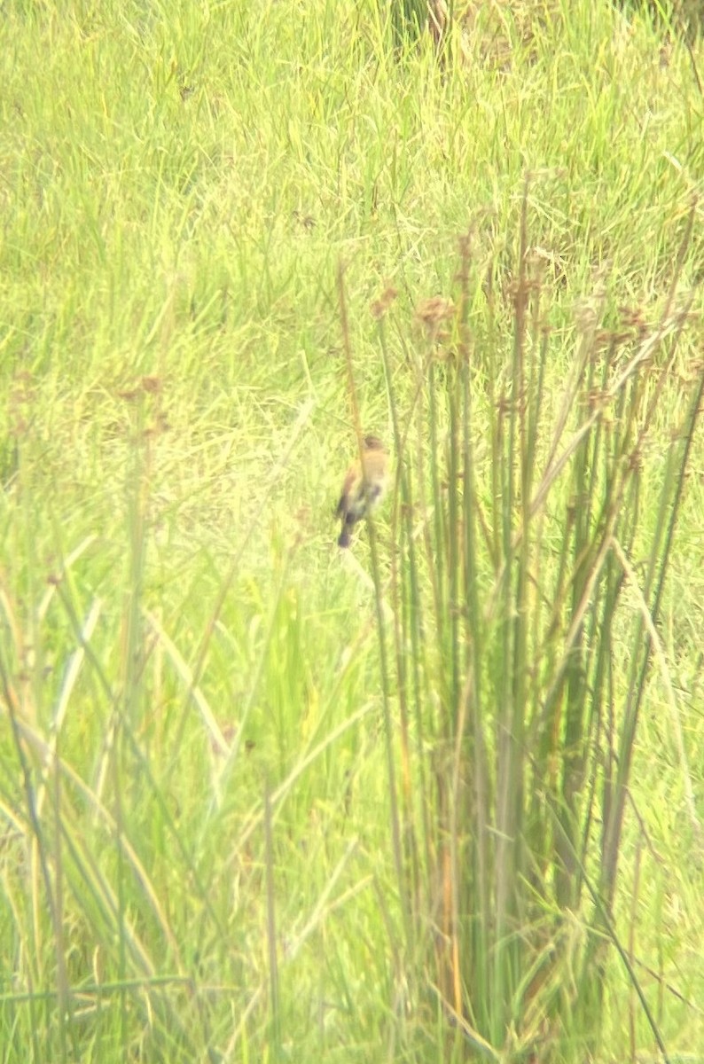 Grosbeak Weaver - ML640925504