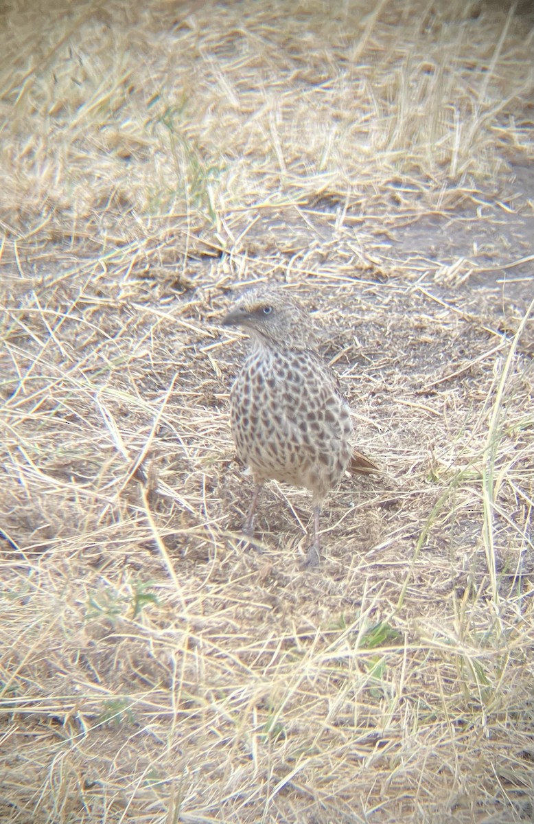 Rufous-tailed Weaver - ML640925525