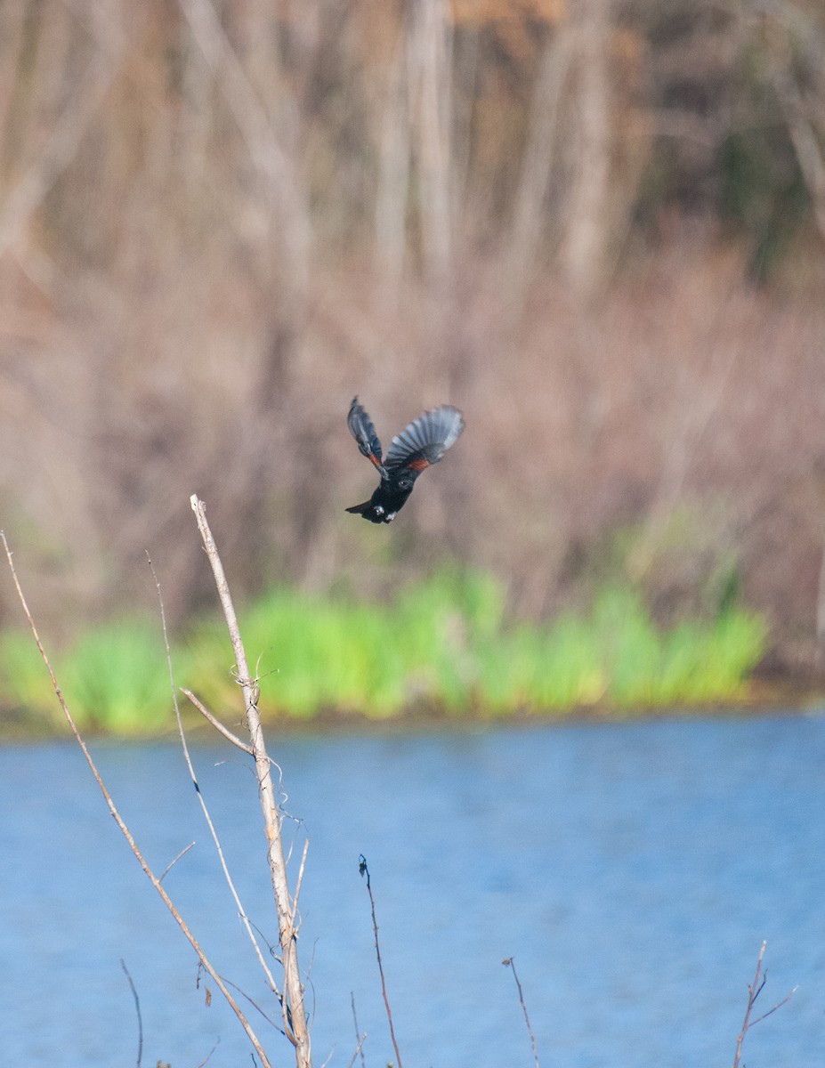 Variable Oriole - ML640925530