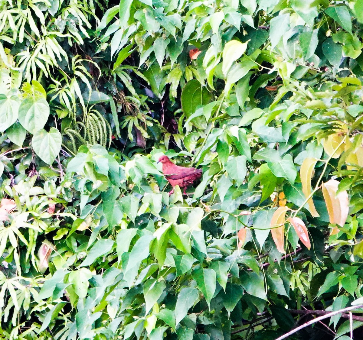 Spot-breasted Cuckoo-Dove - ML640925535