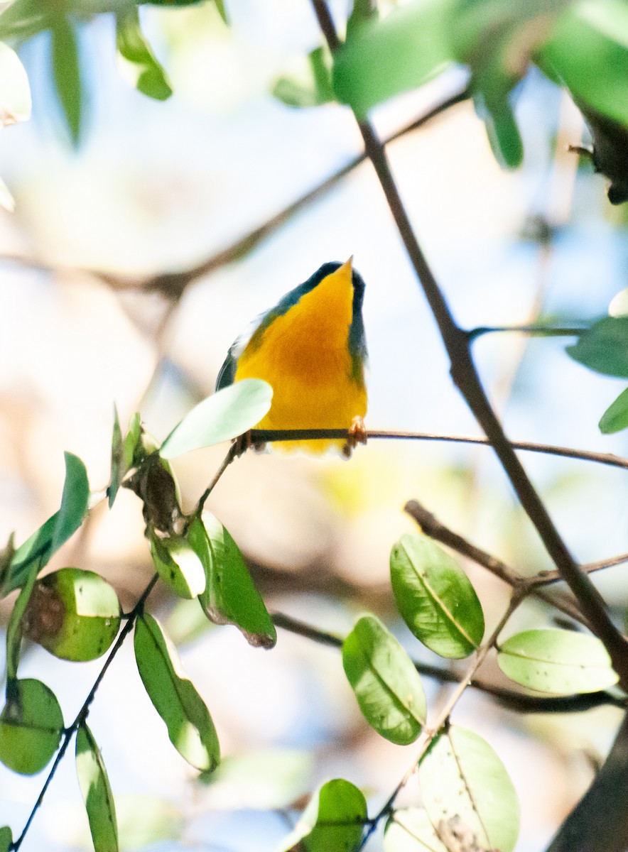 Tropical Parula - ML640925541