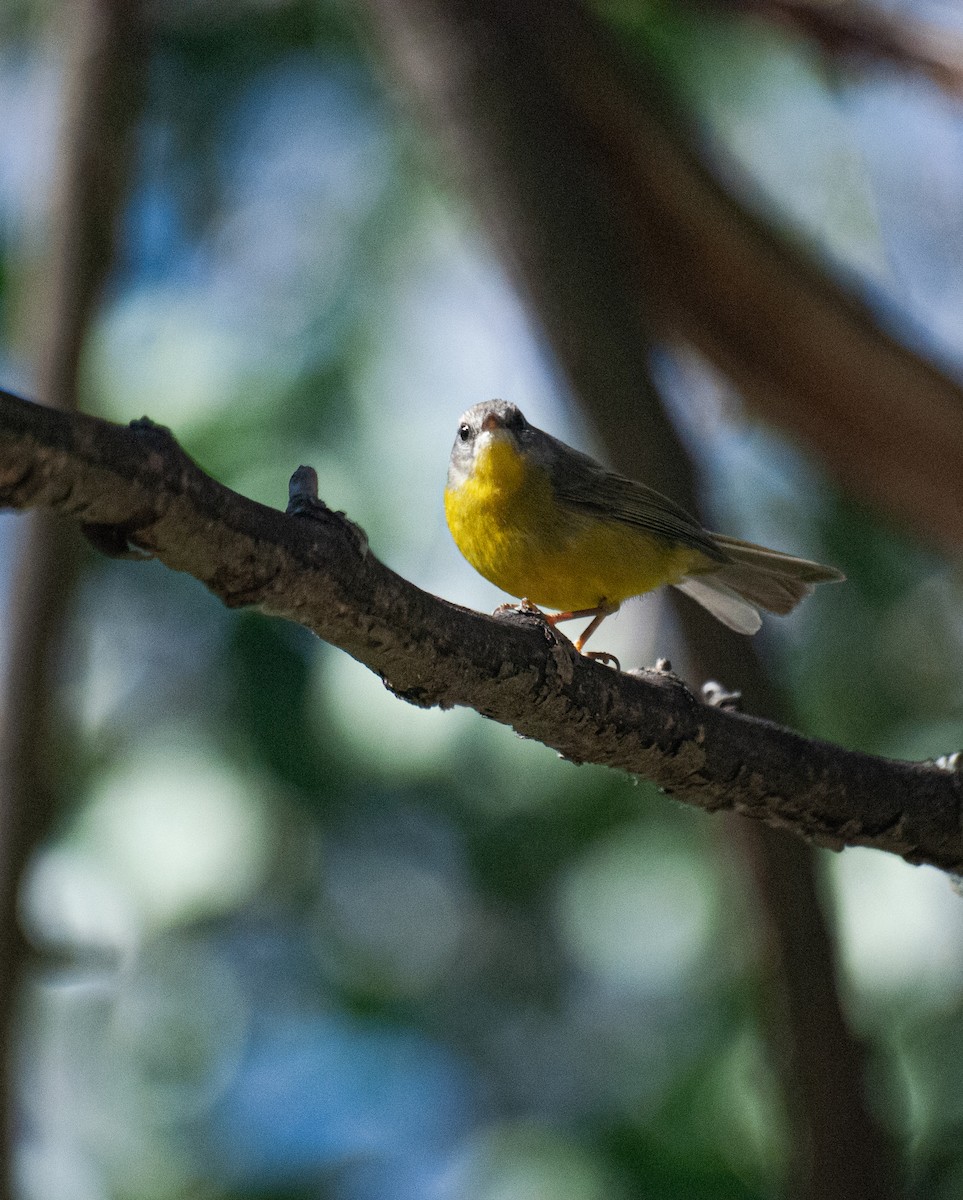 Golden-crowned Warbler - ML640925558